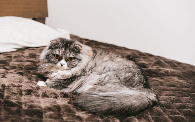 ベッドの上の猫