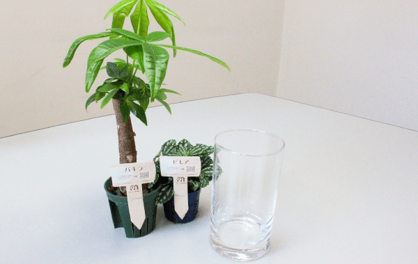 植え方1