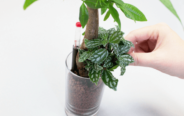 植え方3