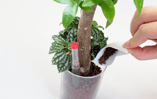 植え方4
