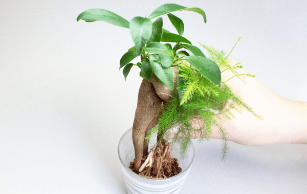 植え方3