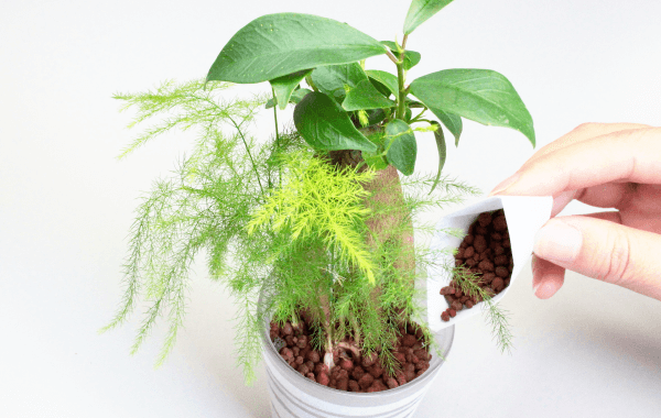 植え方4