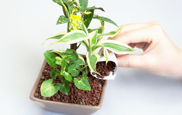植え方3
