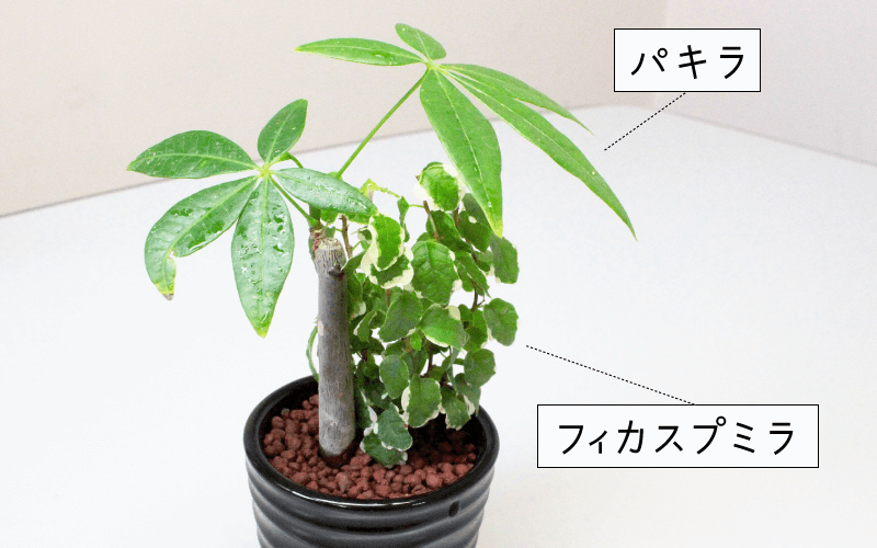 パキラとフィッカスプミラのハイドロカルチャー