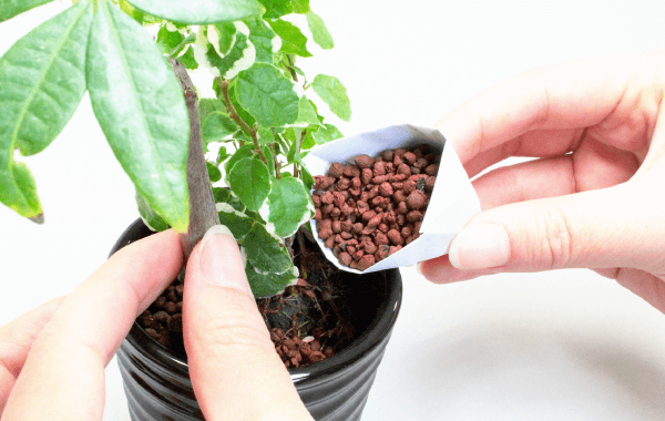 植え方3