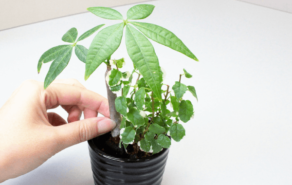 植え方4