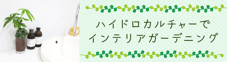 ハイドロカルチャーでインテリアガーデニング