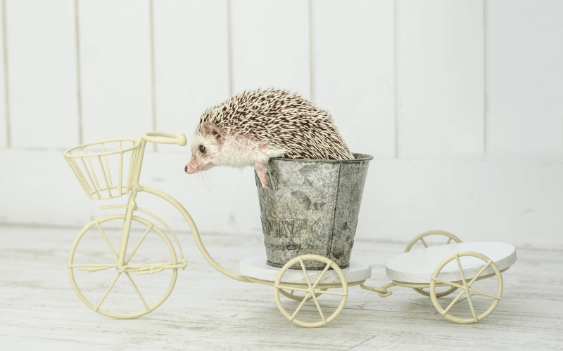 自転車に乗るハリネズミ