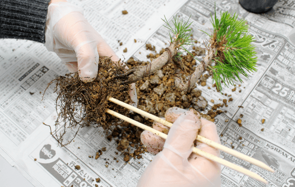 苔玉の作り方