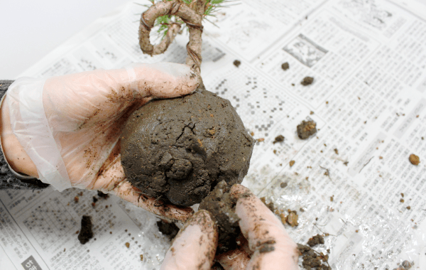 苔玉の作り方