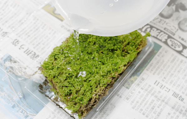 苔玉の作り方
