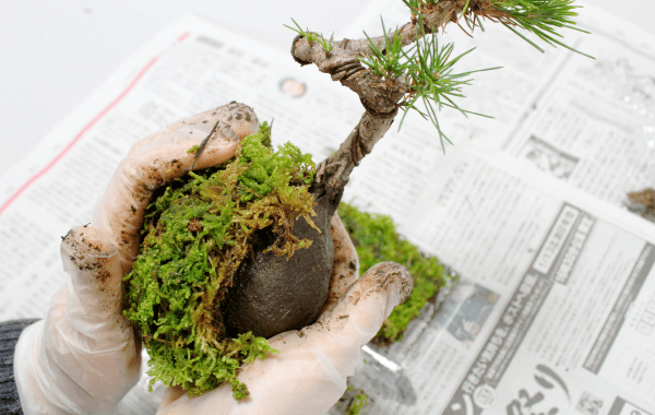 苔玉の作り方
