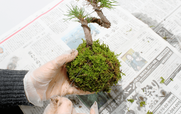 苔玉の作り方