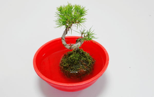 苔玉の作り方