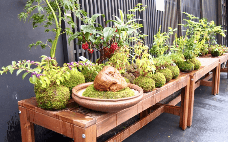 苔玉