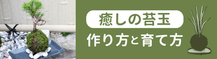 癒しの「苔玉」作り方と育て方