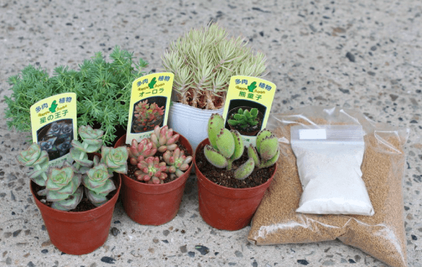 寄せ植えの準備物