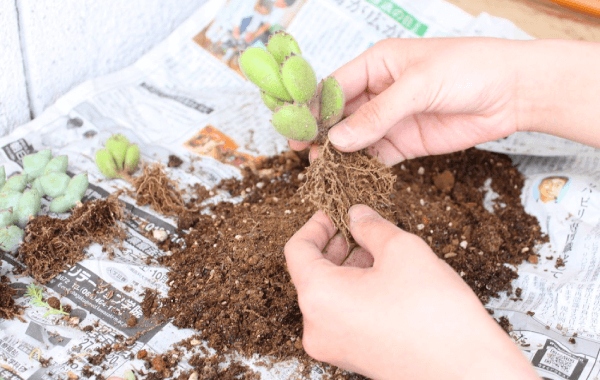 寄せ植え手順1