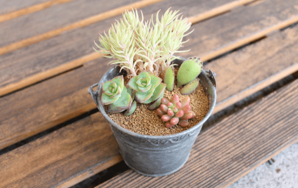 寄せ植え手順5