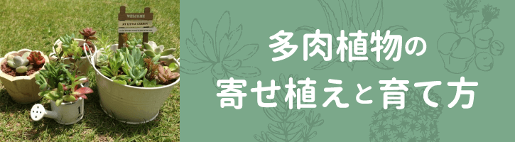 多肉植物の寄せ植えと育て方