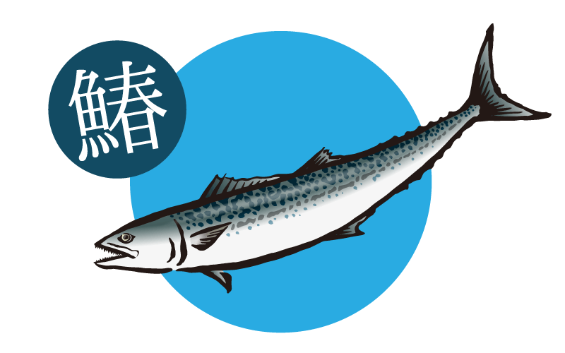 サワラのイラスト