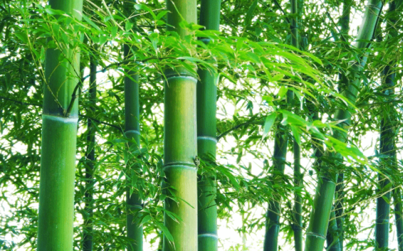 竹