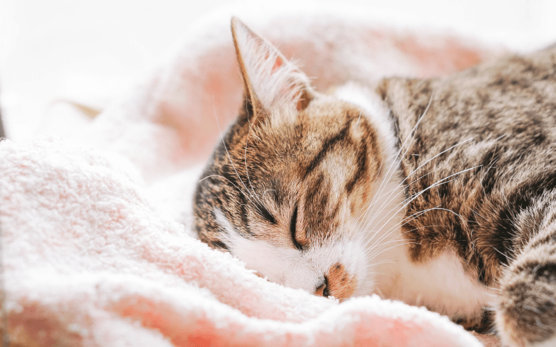 寝ている猫のイメージ