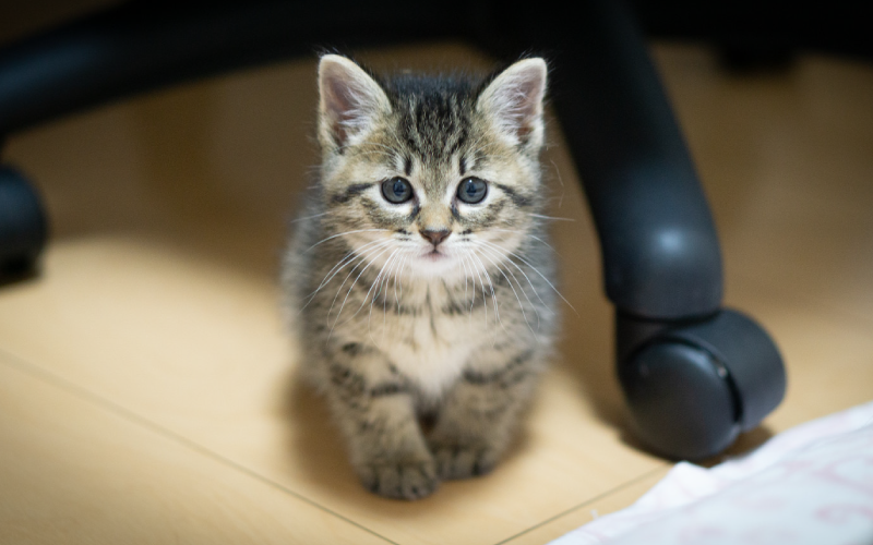 室内にいる子猫イメージ
